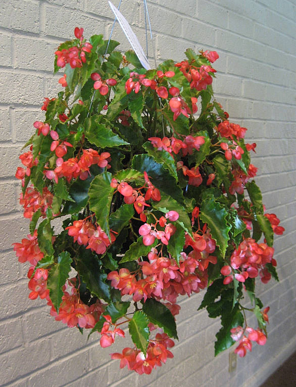B. ‘Tangier’